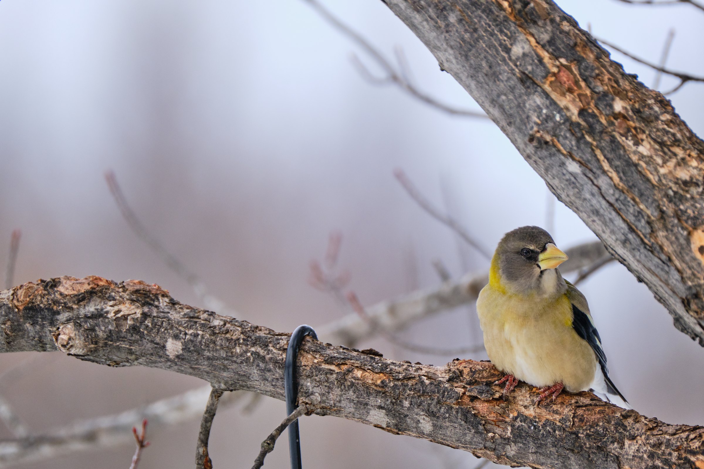 Bog Whisper — Sax-Zim Bog, Minnesota