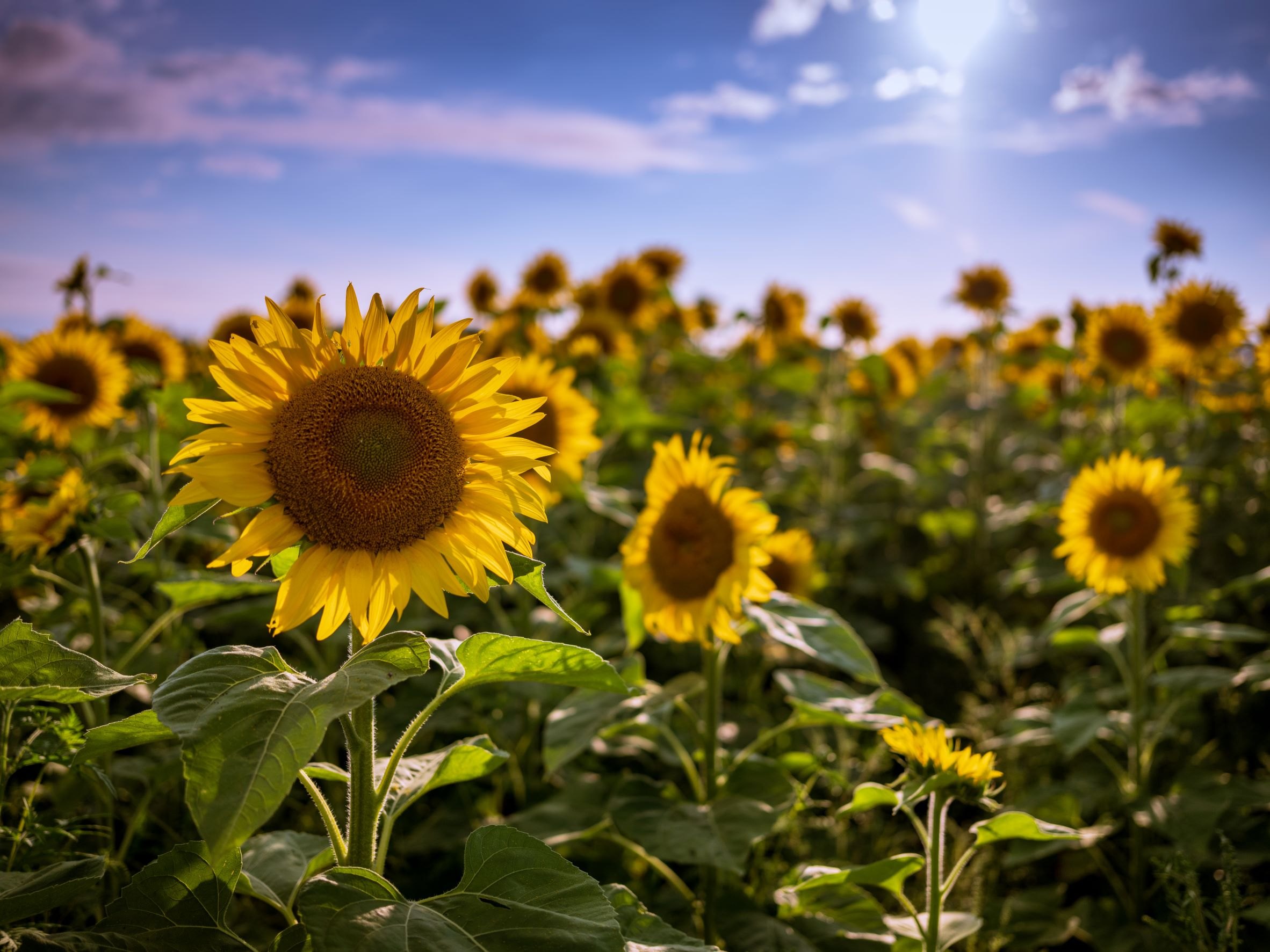 Sunflower Fields — Pierz, Minnesota