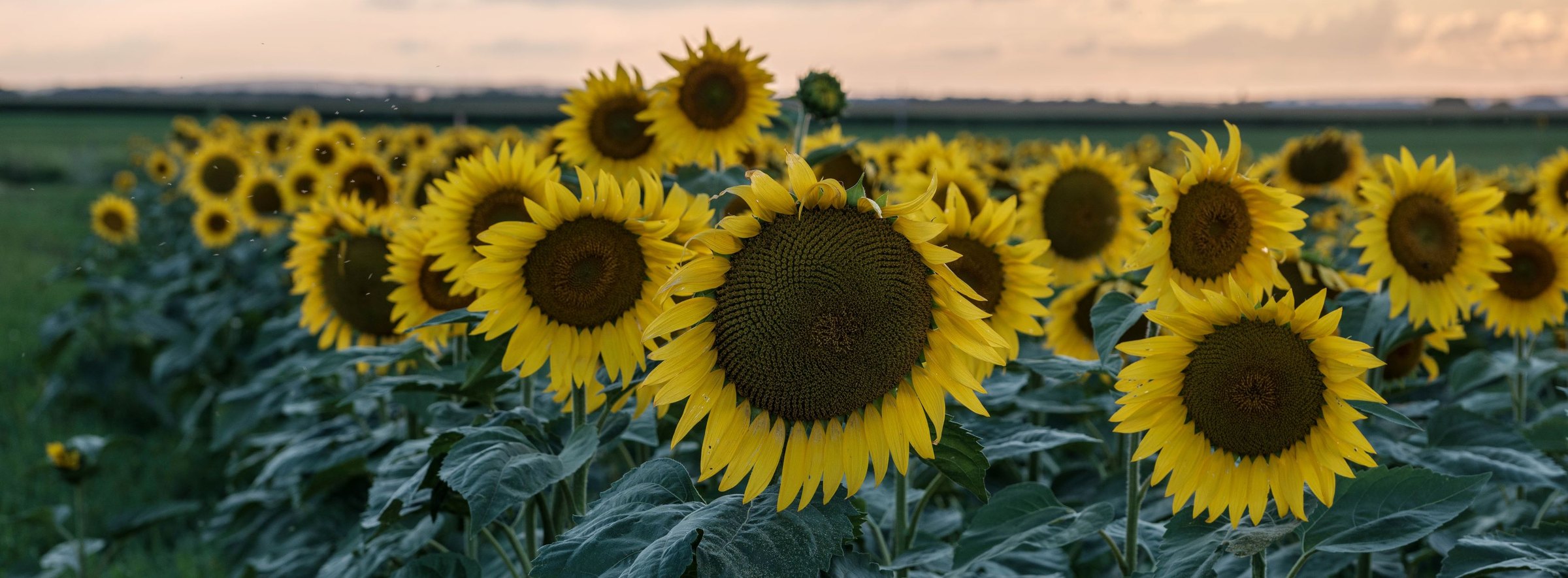 Sunflower Horizon — Pierz, Minnesota