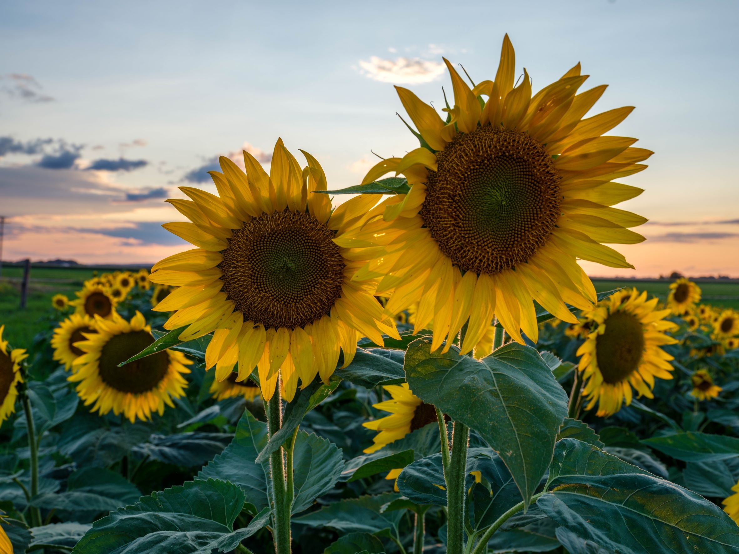 Sister Blooms — Pierz, Minnesota