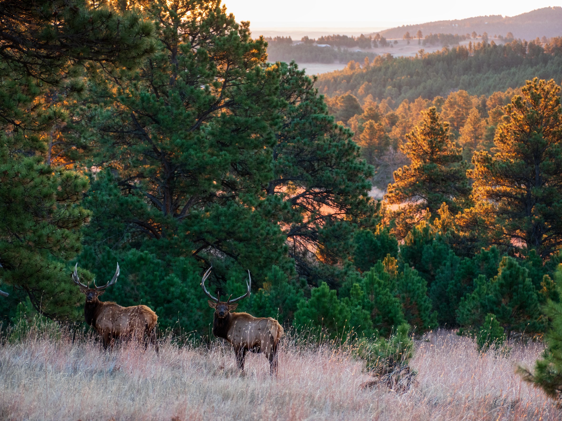 Creek Stalker — Black Hills, South Dakota