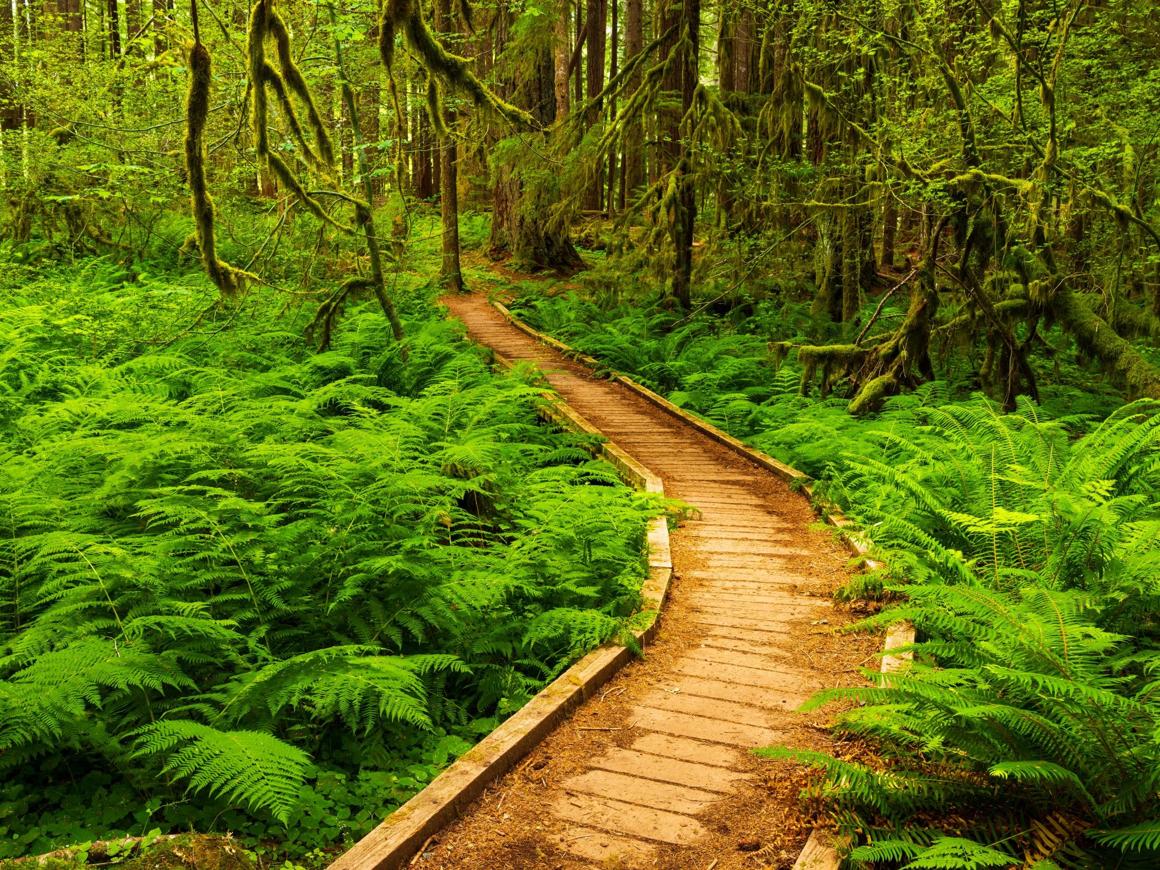 Hoh Boardwalk — Olympic National Park, Washington