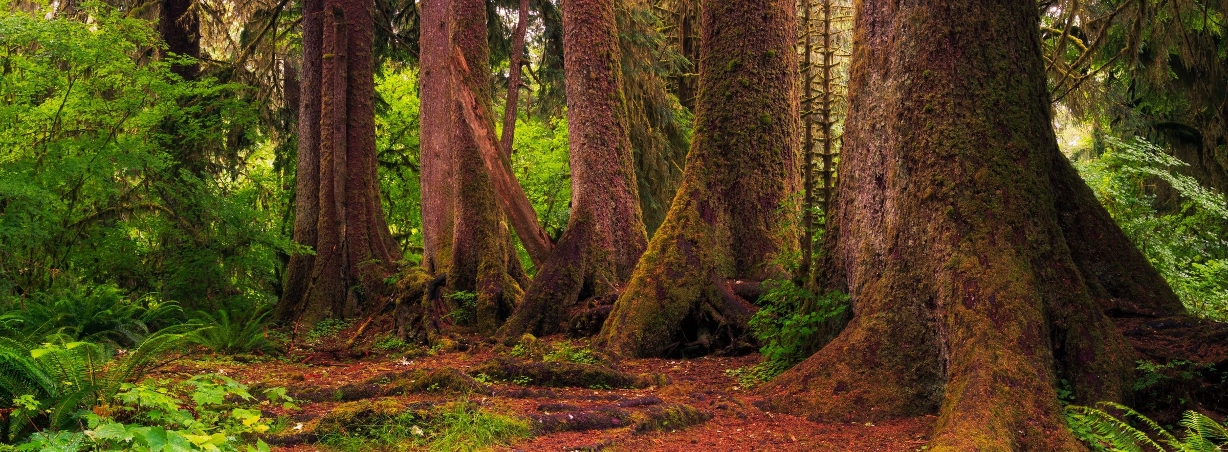 Hoh Giants — Olympic National Park, Washington